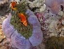 Anemonenfische