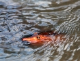 Softshell-Turtle