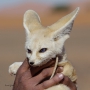 A young desert fox