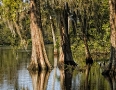 Swamp