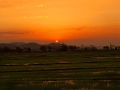Rice fields in Vietnam
