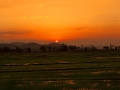 Rice fields in Vietnam